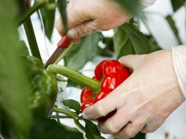 Was passiert, wenn Sie jeden Tag eine Paprika essen?